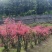重启本地品种移植映山红，基地培育好养耐活，品质保证