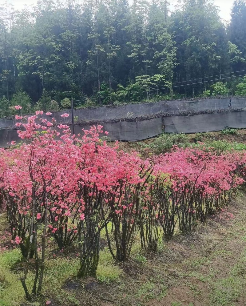 重启本地品种移植映山红，基地培育好养耐活，品质保证