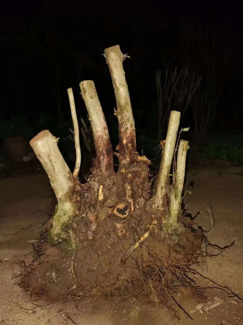 重启本地品种移植映山红，基地培育好养耐活，品质保证