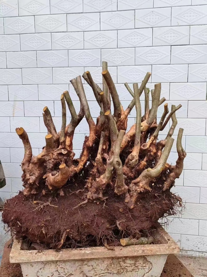 重启本地品种移植映山红，基地培育好养耐活，品质保证