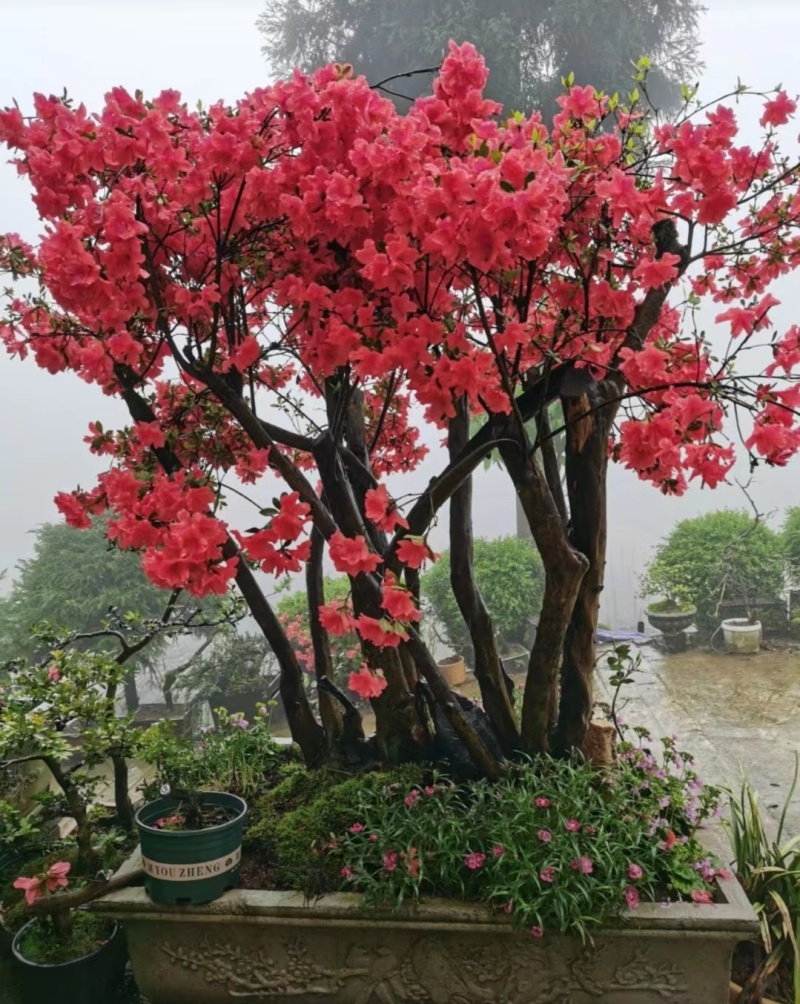 重启本地品种移植映山红，基地培育好养耐活，品质保证