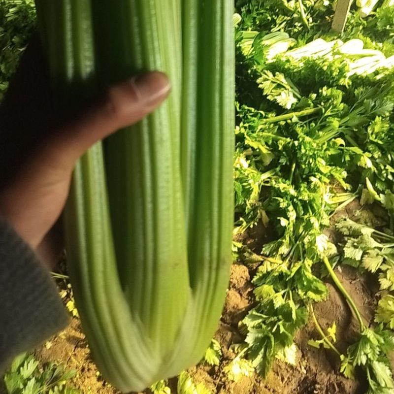 供应优质暖棚西芹，净菜，一手货源，诚信为本