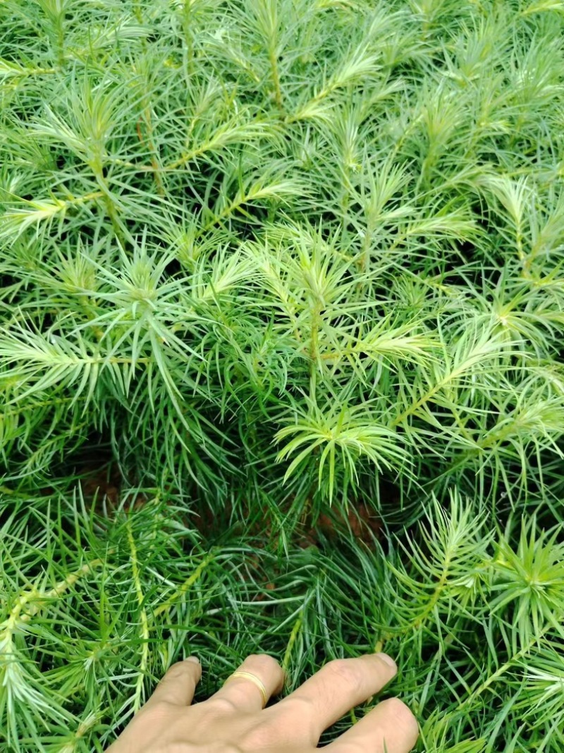 精品杉木苗一年苗质量保规格齐全基地直销价格优惠一手货源