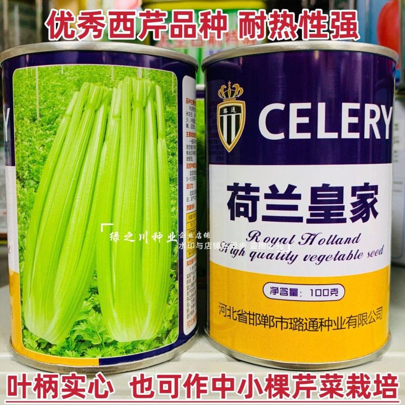荷兰**西芹种子实心芹菜种子耐热性强口感脆嫩基地专用
