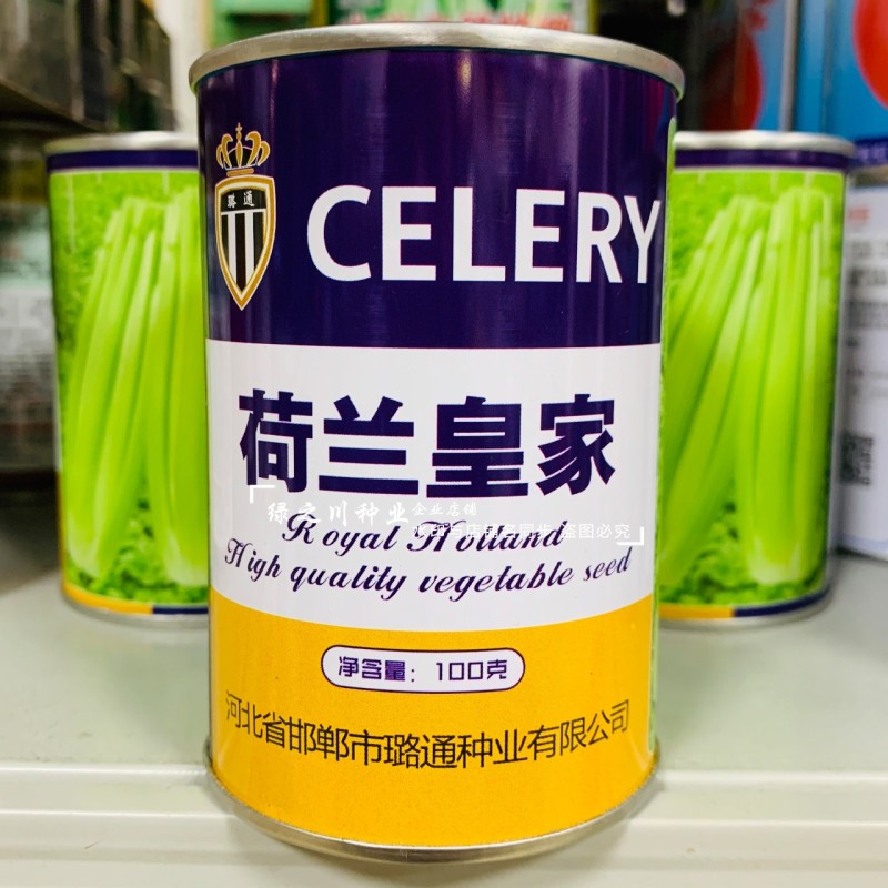 荷兰**西芹种子实心芹菜种子耐热性强口感脆嫩基地专用