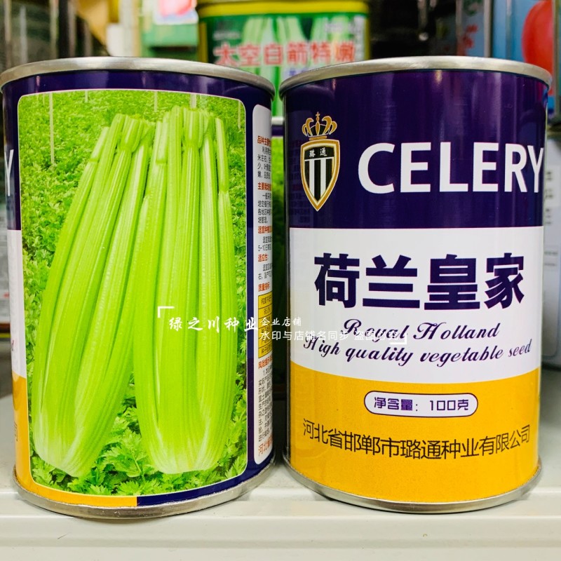 荷兰**西芹种子实心芹菜种子耐热性强口感脆嫩基地专用