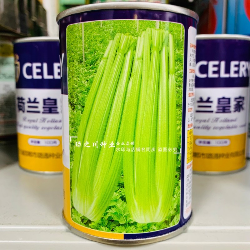 荷兰**西芹种子实心芹菜种子耐热性强口感脆嫩基地专用