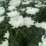 黄白菊花基地直供批发