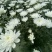 黄白菊花基地直供批发