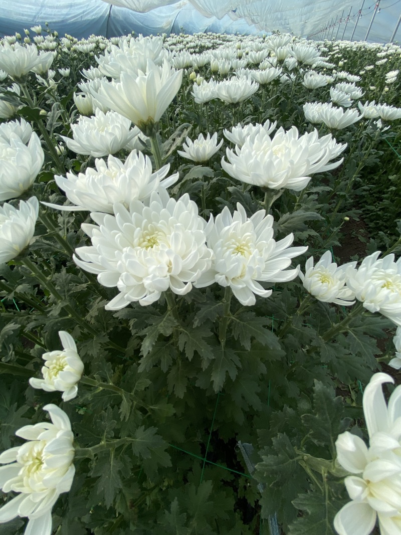 黄白菊花基地直供批发