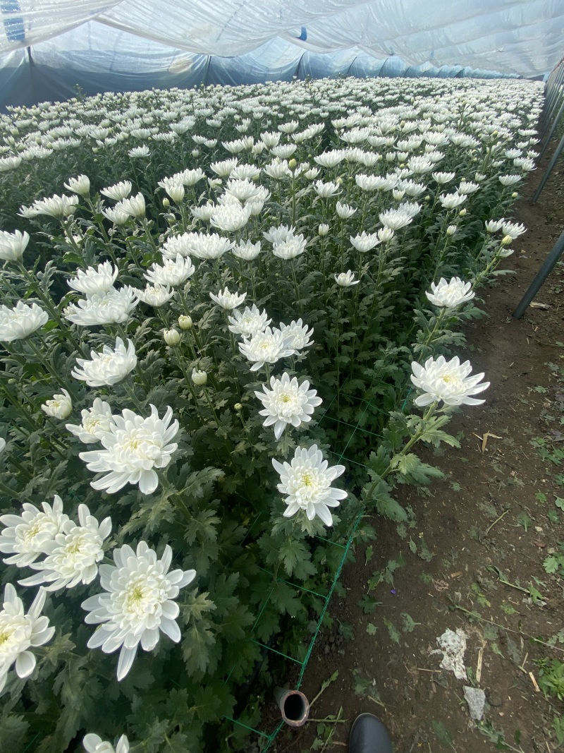 黄白菊花基地直供批发