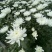 黄白菊花基地直供批发