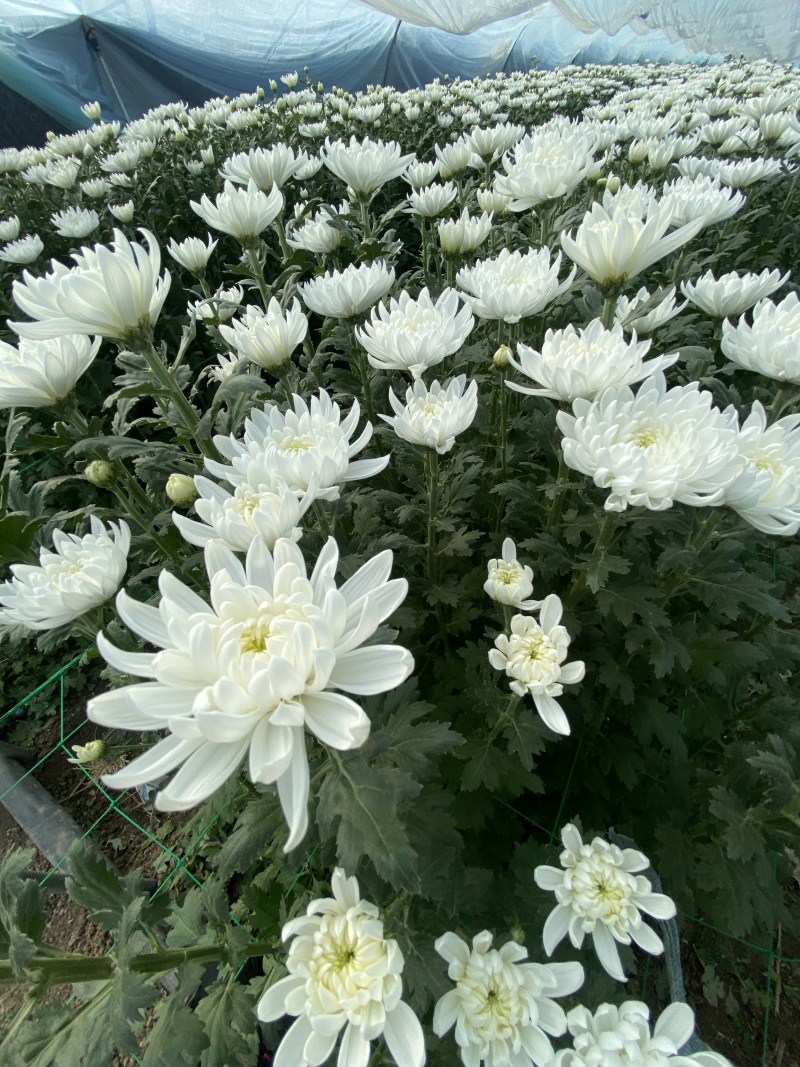 黄白菊花基地直供批发