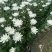 黄白菊花基地直供批发
