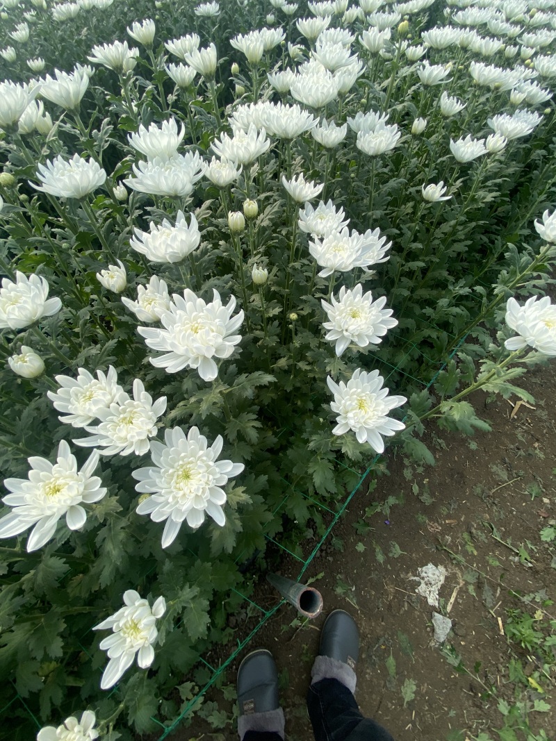 黄白菊花基地直供批发