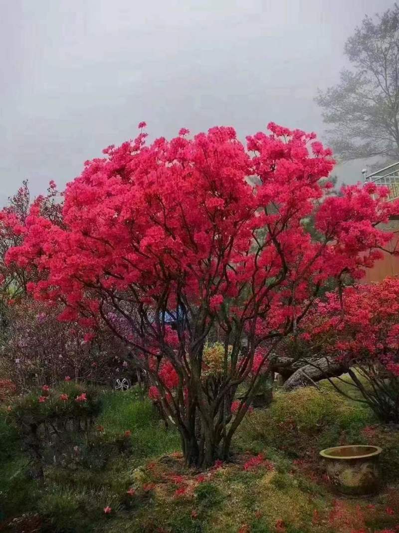 重启本地品种移植映山红，基地培育好养耐活，品质保证