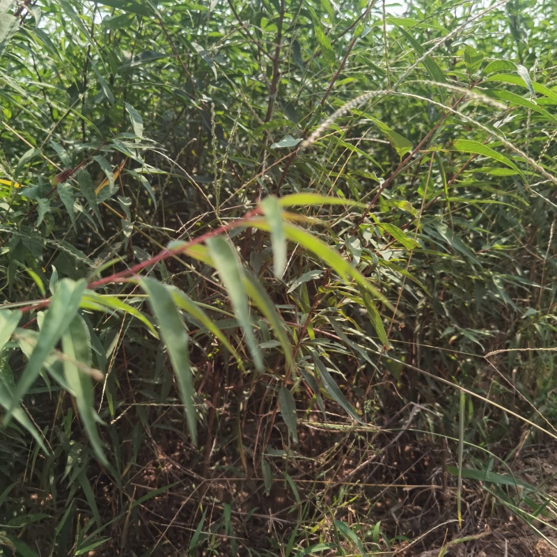 山西山桃苗现挖现发基地直发