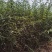 山西山桃苗现挖现发基地直发