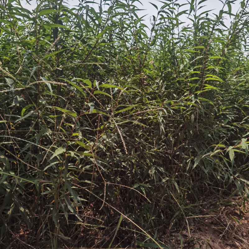 山西山桃苗现挖现发基地直发