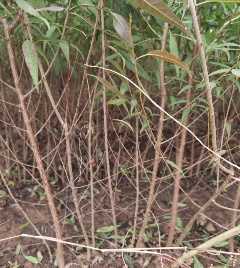 山西山桃苗现挖现发基地直发