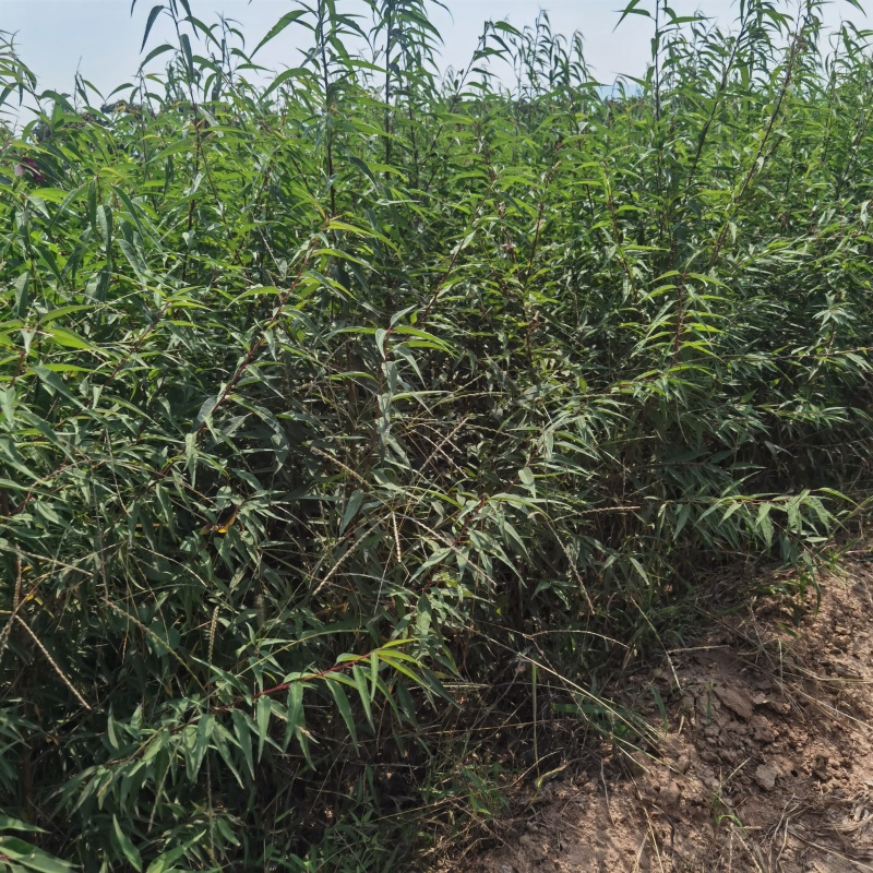 山西山桃苗现挖现发基地直发