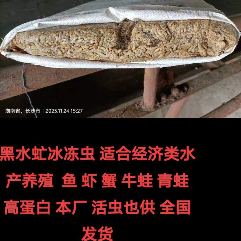 黑水虻冰冻虫适合喂鱼喂螃蟹喂黄骨鱼娃娃鱼