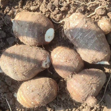 云南芋头种豆包紫杆芋头种产地一手货源保质保量技术指导