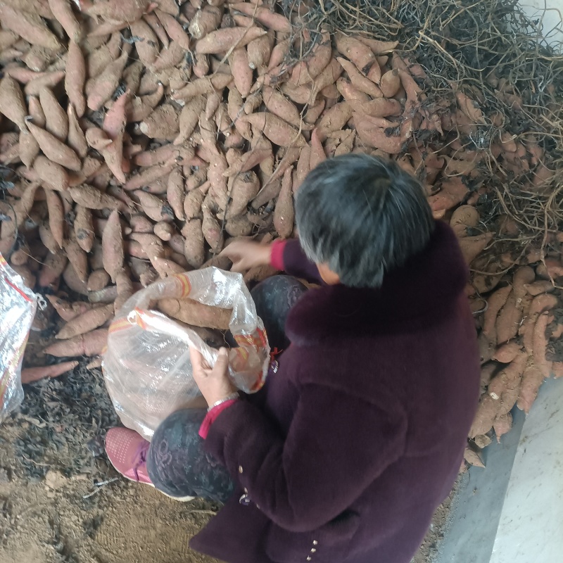 革命老区丘陵地带西瓜红红薯