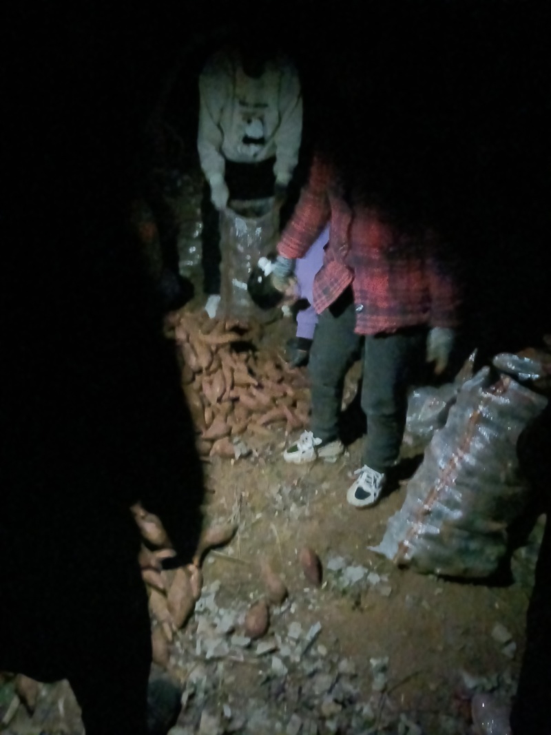革命老区丘陵地带西瓜红红薯