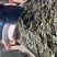 《精品推选》广东红，紫扁豆大量上市，价格实惠，质量保证，欢
