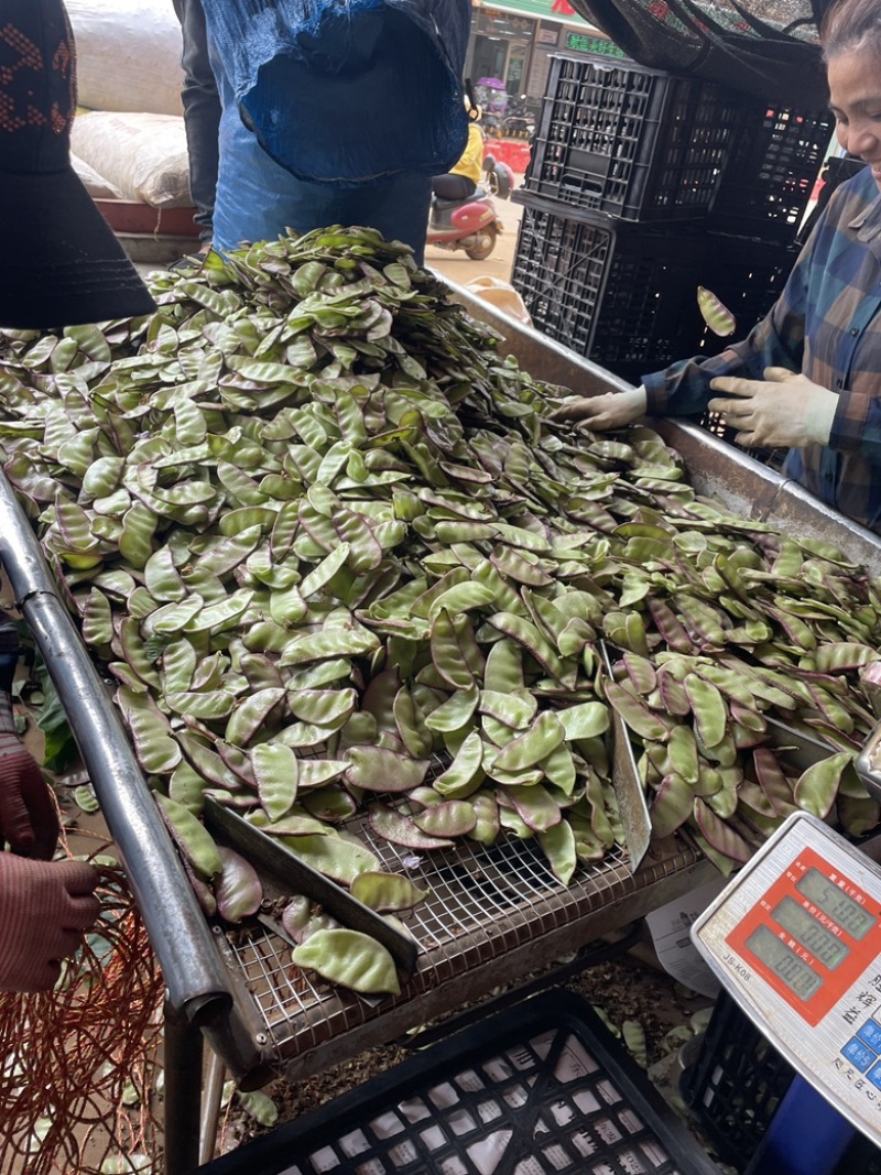 《精品推选》广东红，紫扁豆大量上市，价格实惠，质量保证，欢