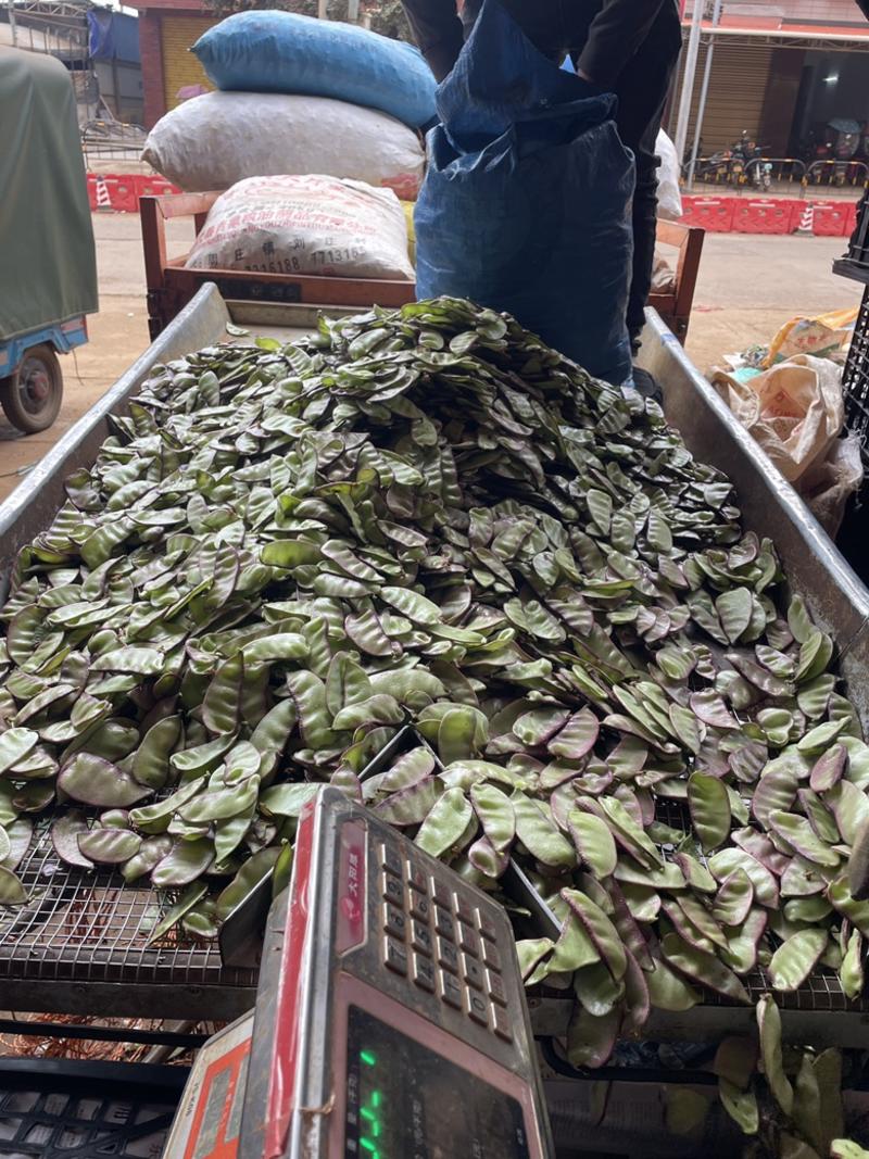 《精品推选》广东红，紫扁豆大量上市，价格实惠，质量保证，欢