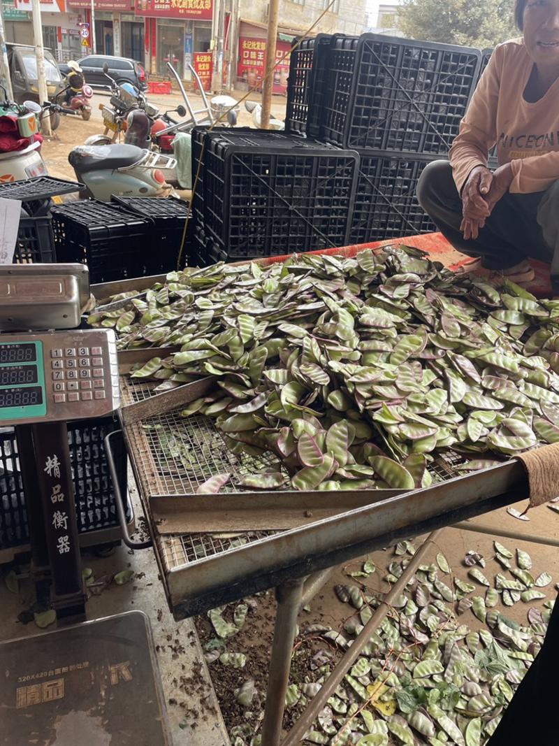 《精品推选》广东红，紫扁豆大量上市，价格实惠，质量保证，欢