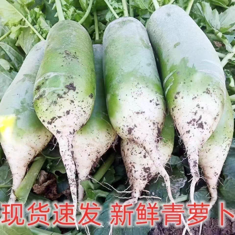 水果萝卜青萝卜产地看货论价保质保量欢迎订购