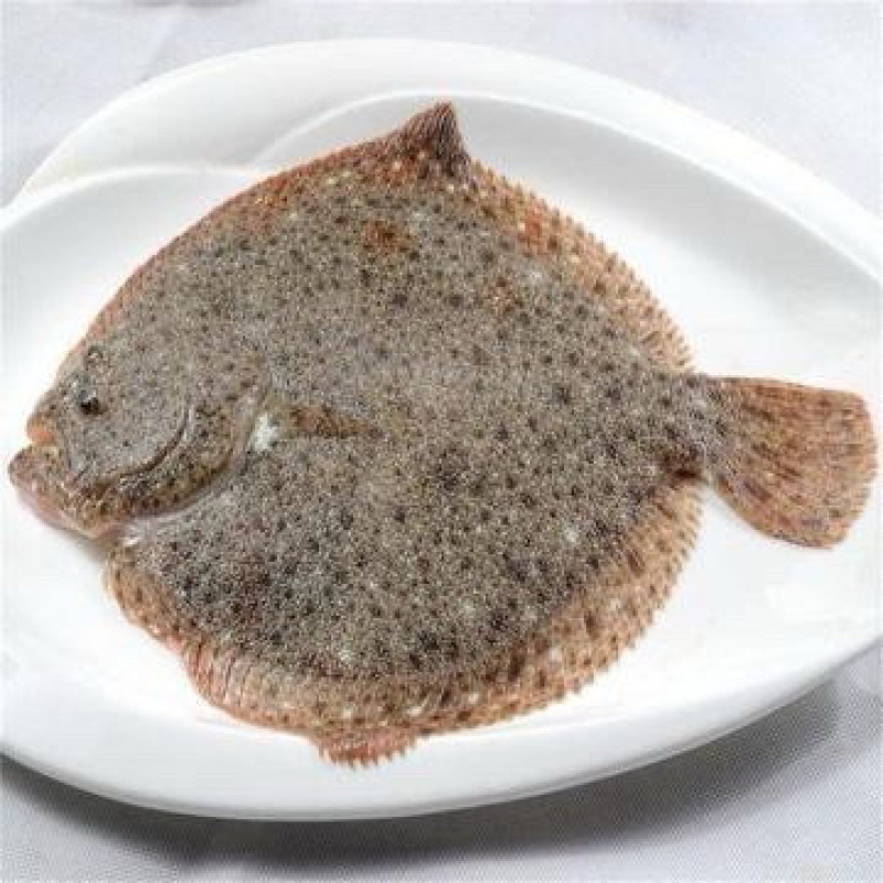 比目鱼-多宝鱼