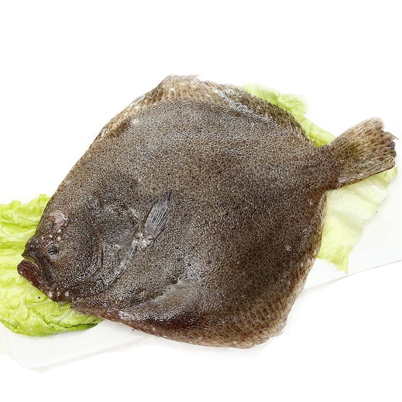 比目鱼-多宝鱼