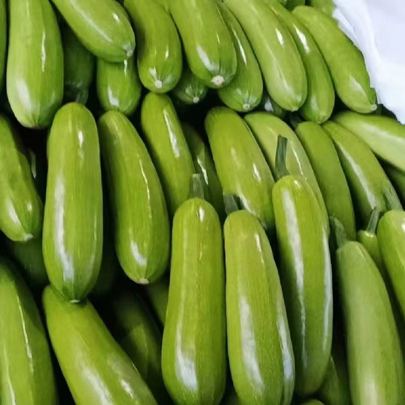 【推荐】山东聊城精品新鲜绿皮西葫芦万亩基地直供