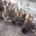 麻鸭，6.34斤，南宁附近，5字头南宁附近