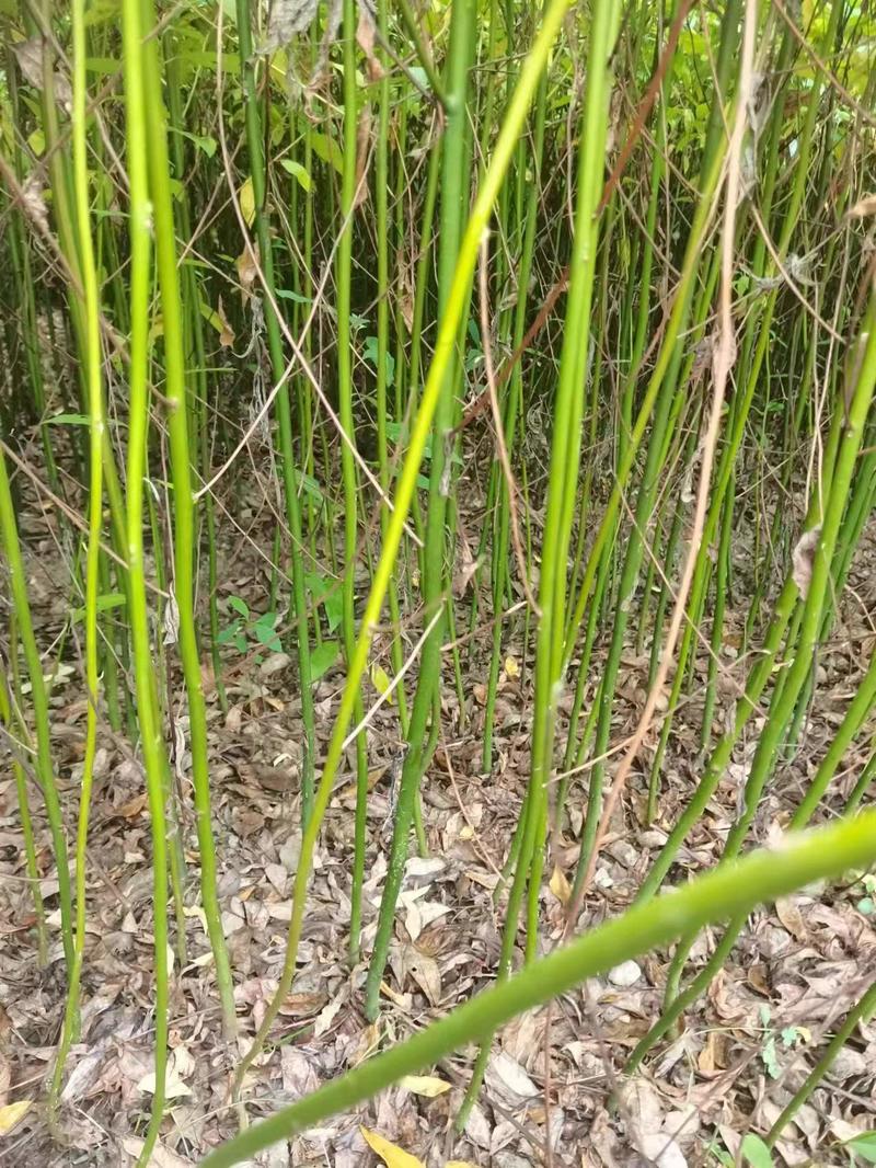 山苍子苗，移植苗木，存活率高，欢迎大家来电咨询