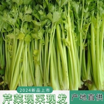 精品芹菜现挖现发大量有货量大从优欢迎来电咨询