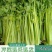精品芹菜现挖现发大量有货量大从优欢迎来电咨询