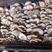【精选】陕西平菇，灰平菇，货品丰富，品质保证，全国发货