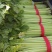 精品芹菜现挖现发大量有货量大从优欢迎来电咨询