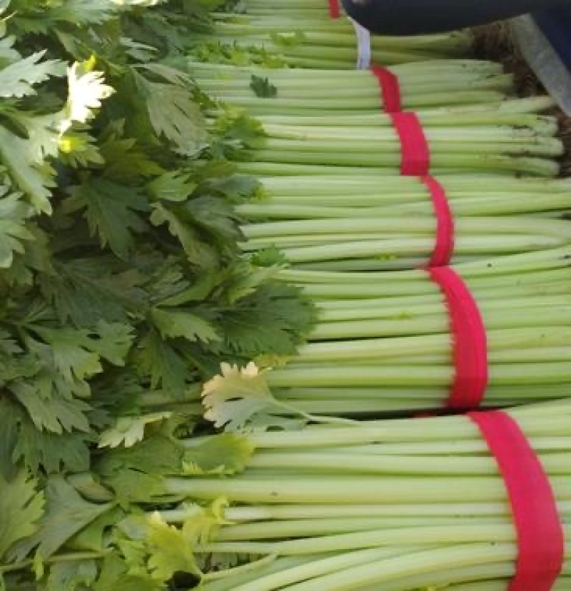 精品芹菜现挖现发大量有货量大从优欢迎来电咨询