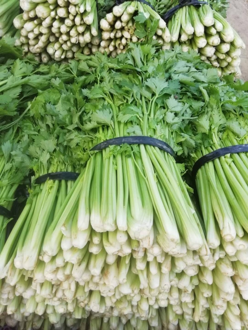 精品芹菜现挖现发大量有货量大从优欢迎来电咨询