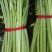 精品芹菜现挖现发大量有货量大从优欢迎来电咨询