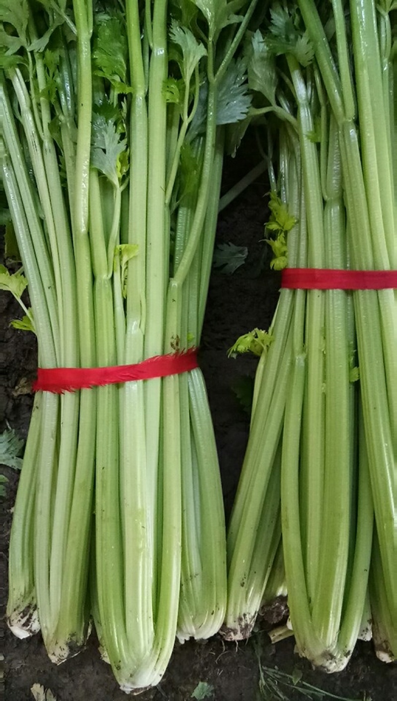 精品芹菜现挖现发大量有货量大从优欢迎来电咨询