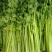 精品芹菜现挖现发大量有货量大从优欢迎来电咨询