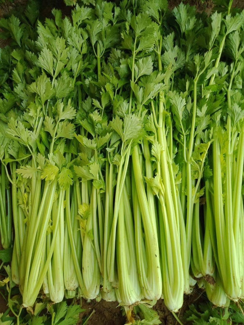 精品芹菜现挖现发大量有货量大从优欢迎来电咨询
