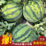 云南西双版纳西瓜大量供应中产地直发保质保量量大优惠